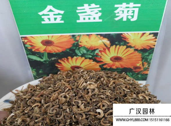 金盞菊種子