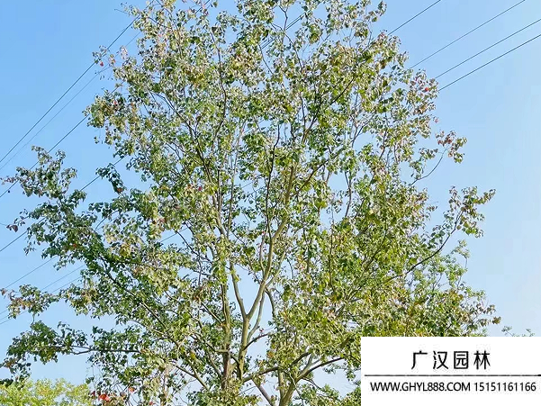 烏桕種子 烏桕種子