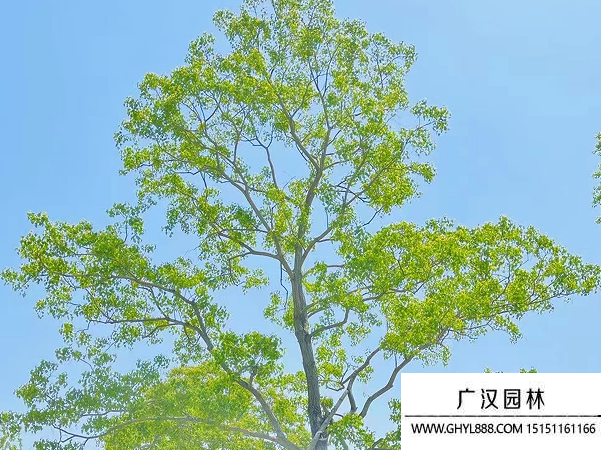 烏桕種子 烏桕種子