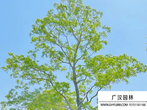 烏桕種子 烏桕種子