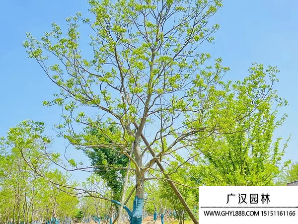 烏桕種子 烏桕種子