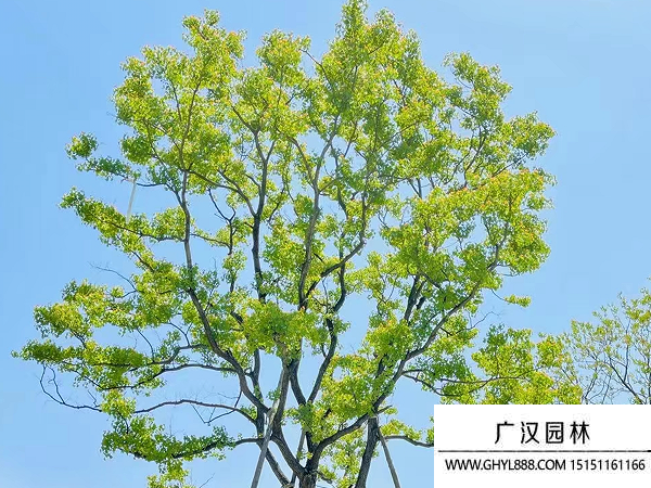 烏桕種子 烏桕種子