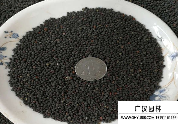 滿天星種子 滿天星種子