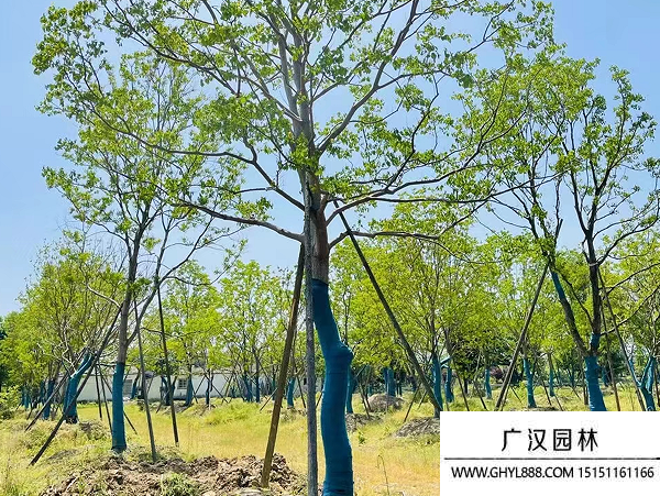 烏桕種子 烏桕種子