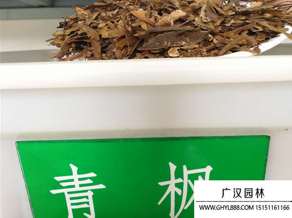 青楓種子 青楓種子