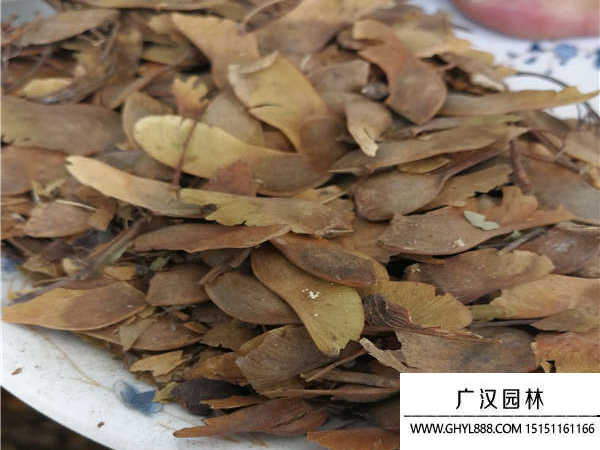 五角楓種子 五角楓種子