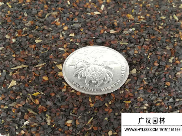 五彩石竹種子 五彩石竹種子