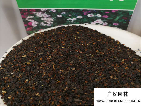 五彩石竹種子 五彩石竹種子