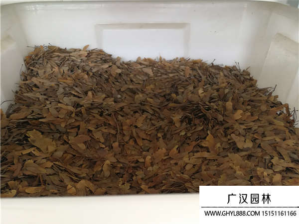 五角楓種子 五角楓種子