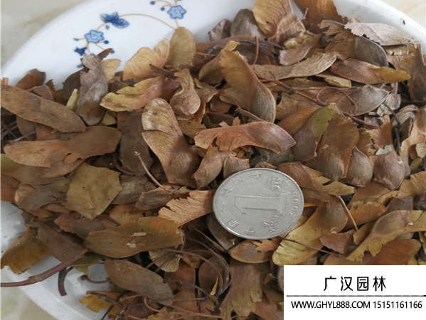 五角楓種子 五角楓種子