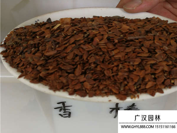 香椿種子 香椿種子