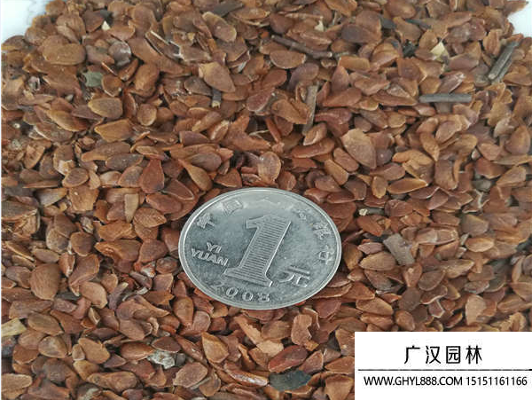 香椿種子 香椿種子