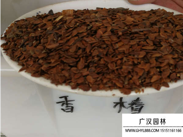 香椿種子 香椿種子