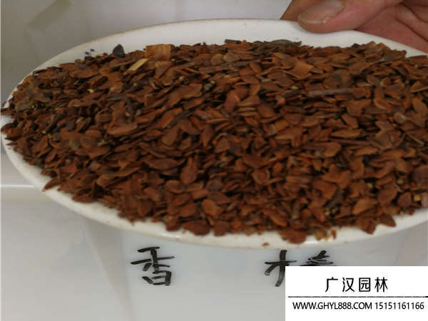 香椿種子 香椿種子