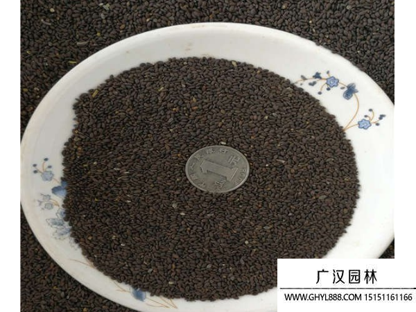 蘭花鼠尾草種子 蘭花鼠尾草種子