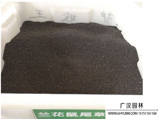 蘭花鼠尾草種子 蘭花鼠尾草種子