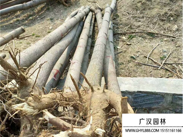 泡桐樹(shù) 泡桐樹(shù)