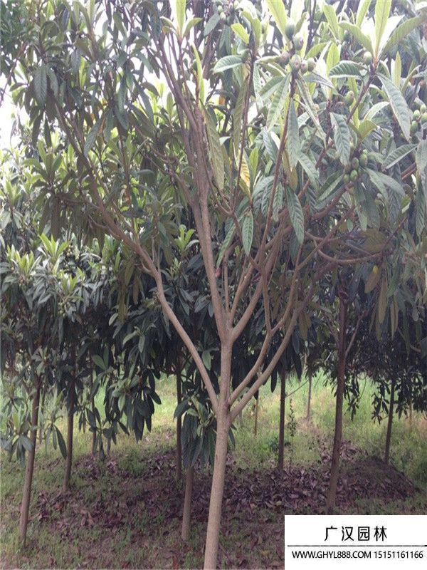 枇杷樹 枇杷樹