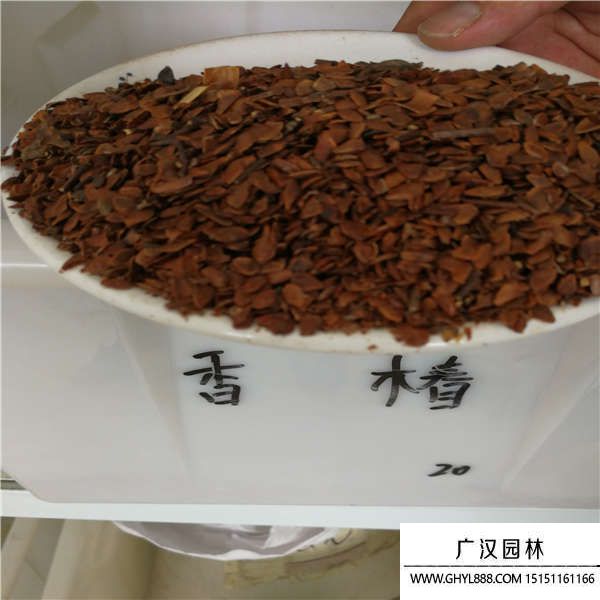 香椿種子 香椿種子