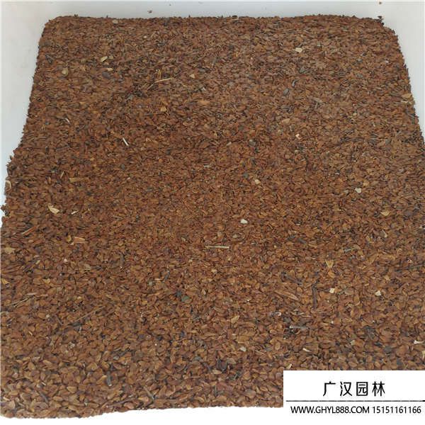 香椿種子 香椿種子