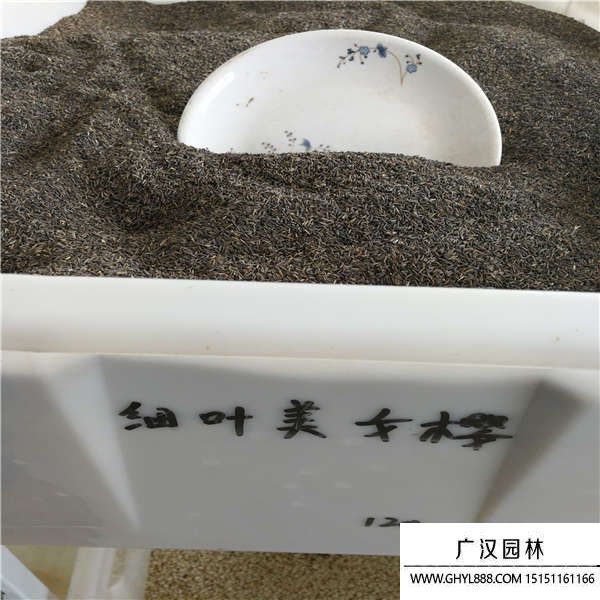 細葉美女櫻種子