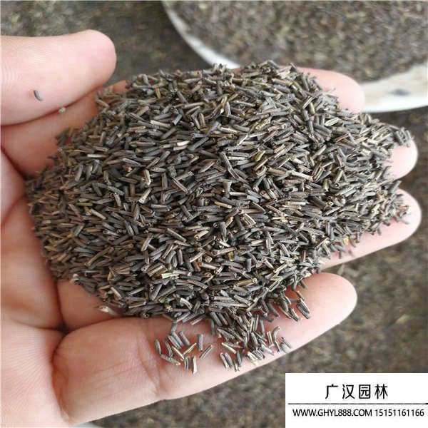 細葉美女櫻種子 細葉美女櫻種子