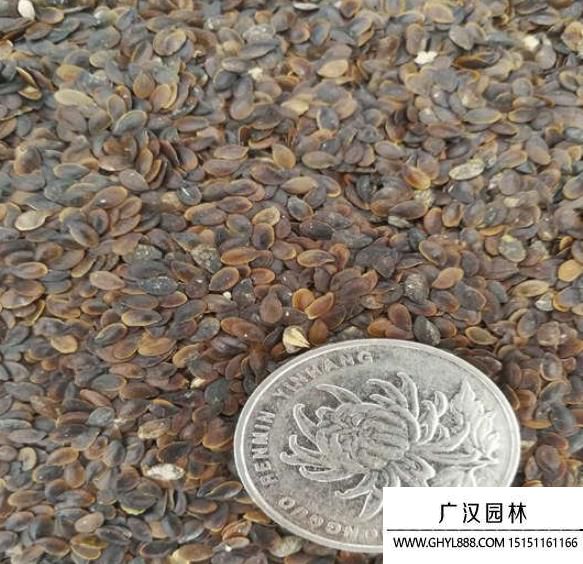 藍(lán)花亞麻種子