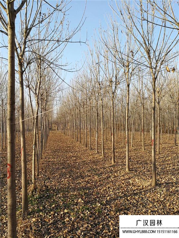 速生白臘 速生白臘