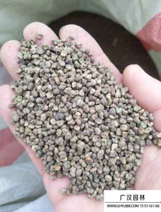 紅櫸樹種子 紅櫸樹種子