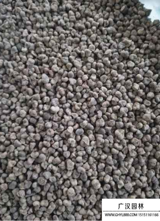 紅櫸樹種子 紅櫸樹種子