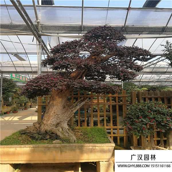 紅花繼木木樁盆景 (5).jpg