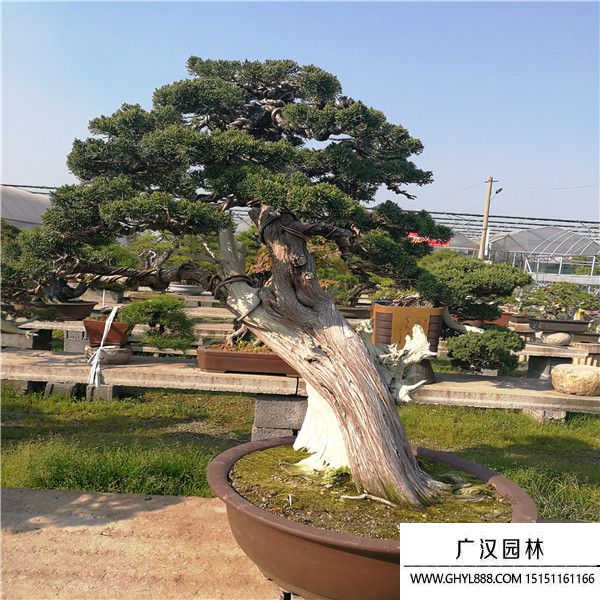 濟州真柏 (2).jpg