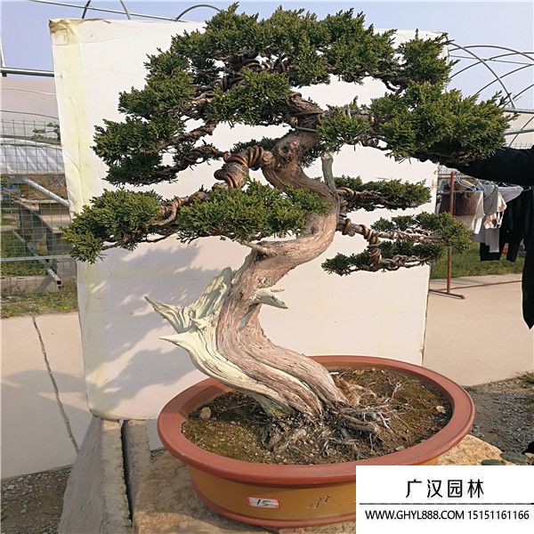 濟州真柏盆景 (2).jpg