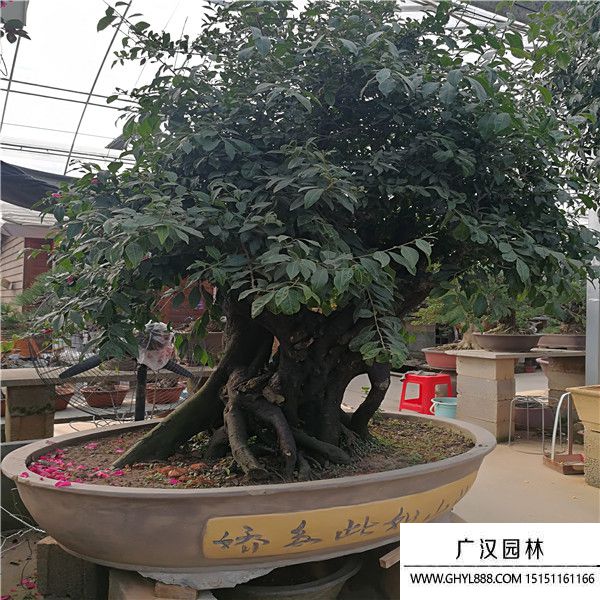 金彈子樁 (2).jpg