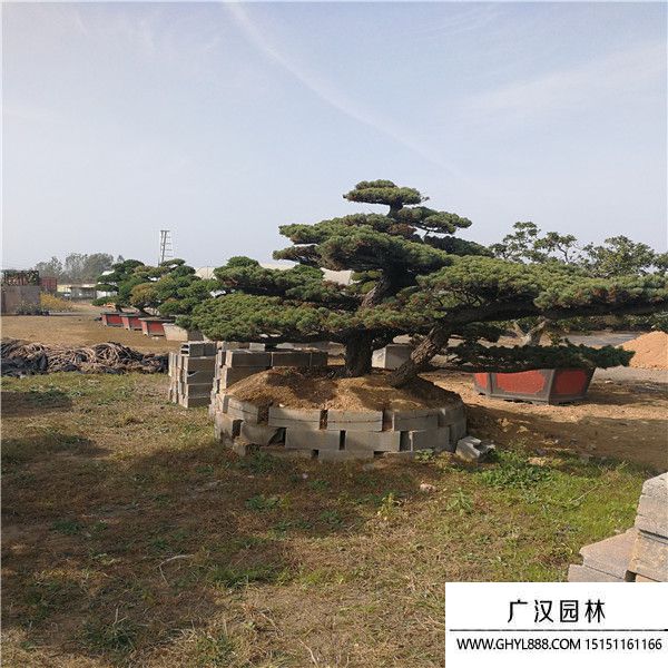 宮島大阪松 (3).jpg