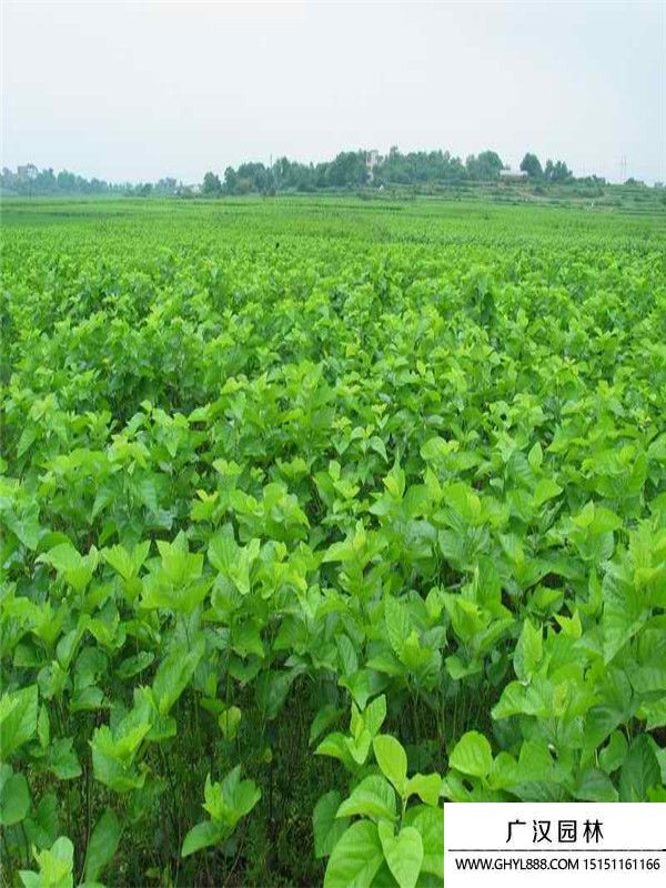 桑樹1..jpg 桑樹1..jpg