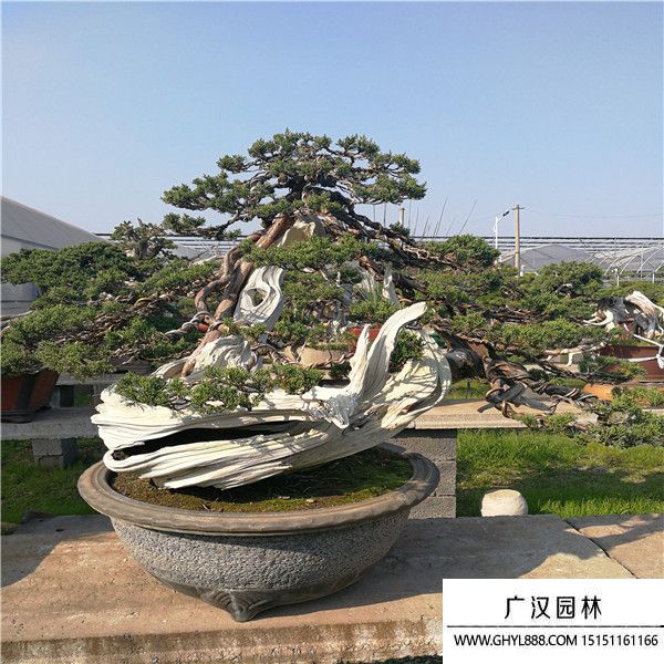 系魚川真柏 (3).jpg