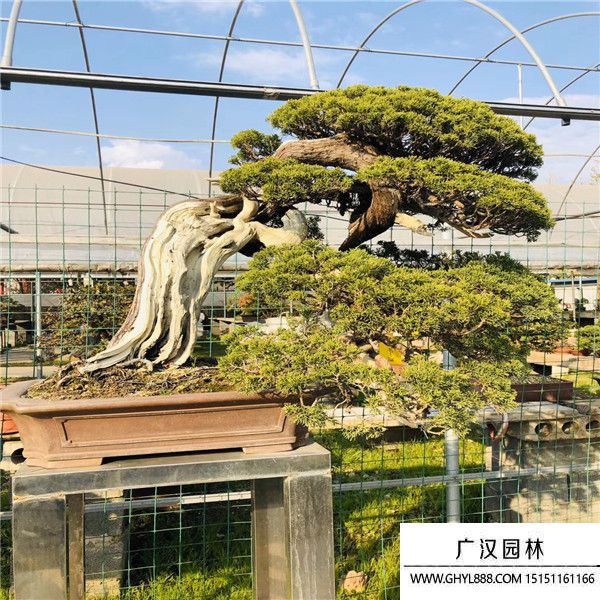 系魚川真柏 (4).jpg