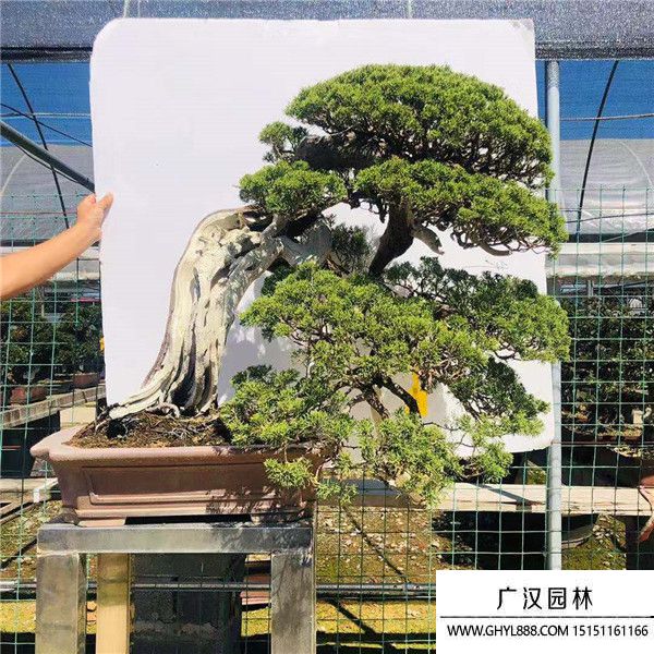 系魚川真柏 (10).jpg