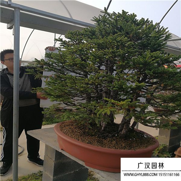 蝦夷松盆景 蝦夷松盆景