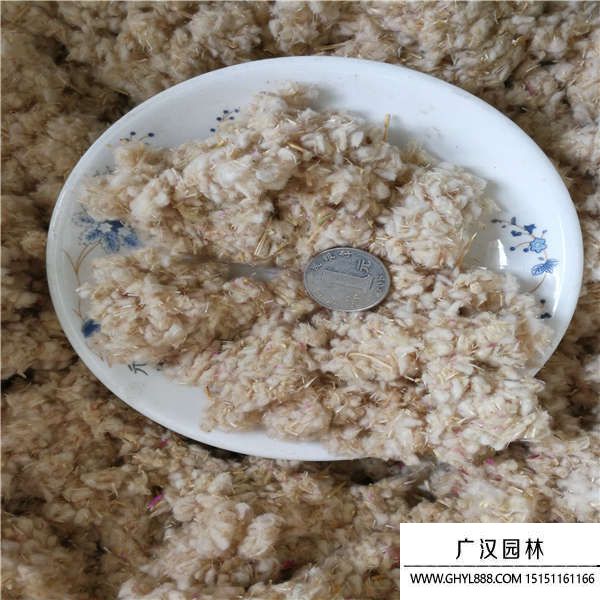 千日紅種子 千日紅種子