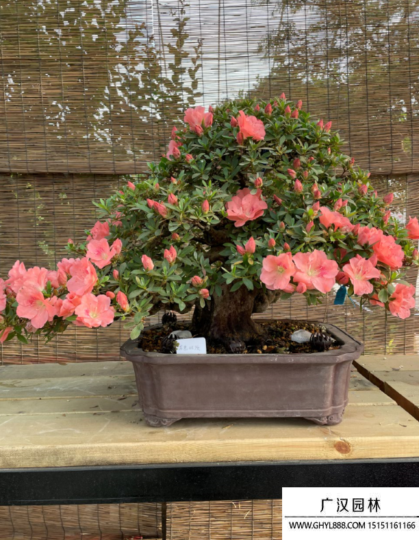 皋月杜鵑盆景