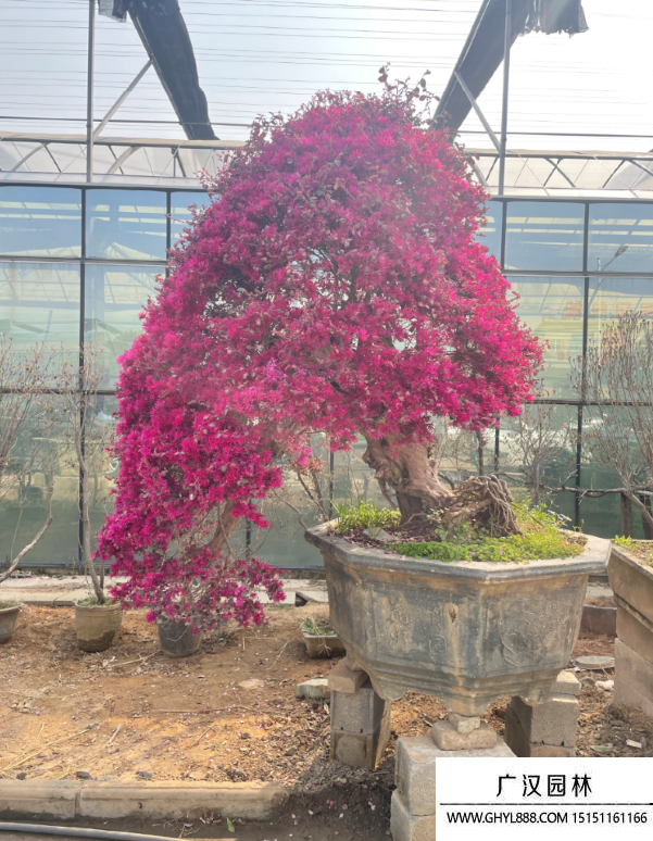 紅花繼木盆景