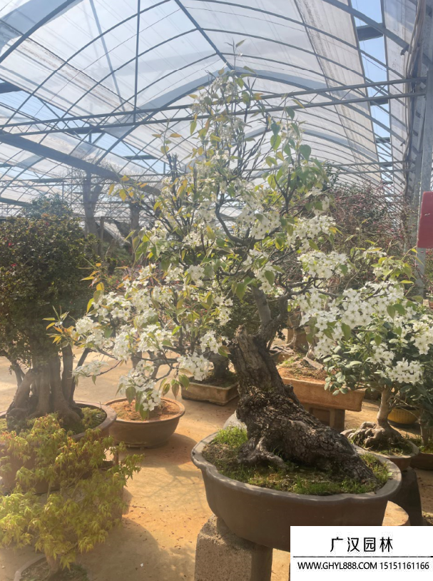 梨樹盆景