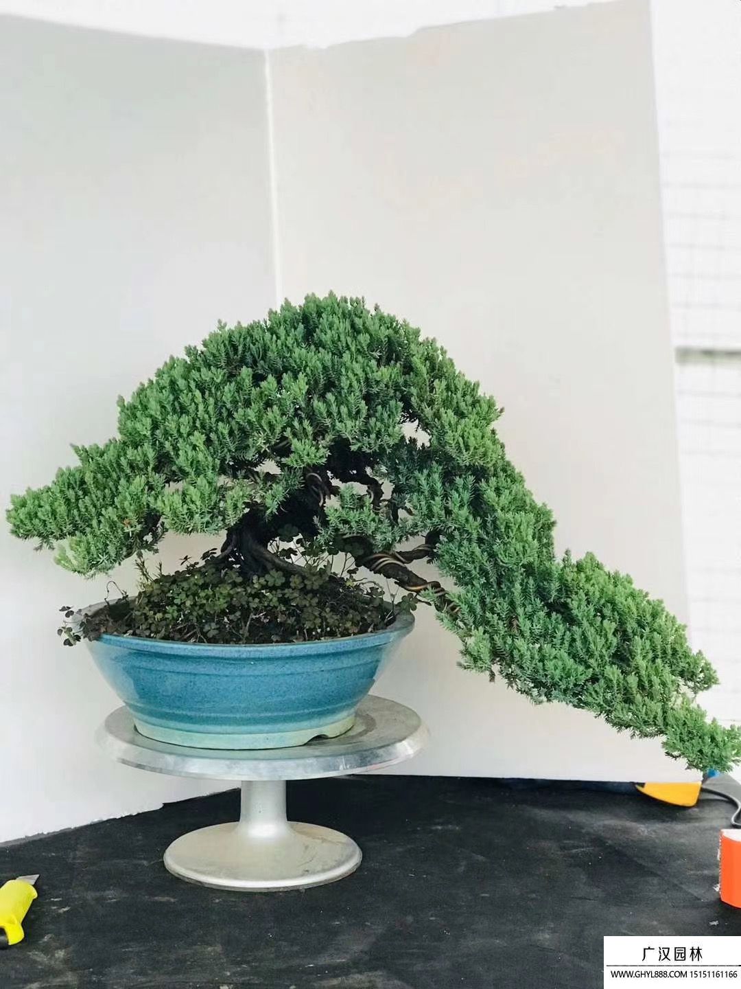 新西蘭珍珠柏盆景