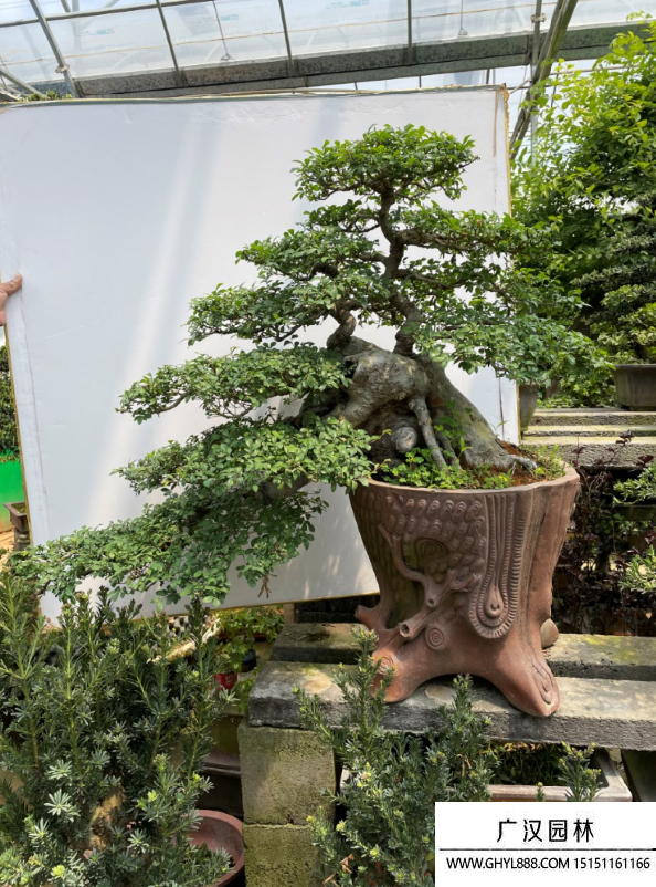 榆樹盆景 榆樹盆景