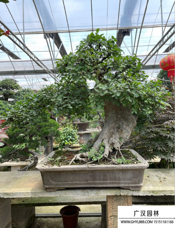 榆樹盆景 榆樹盆景