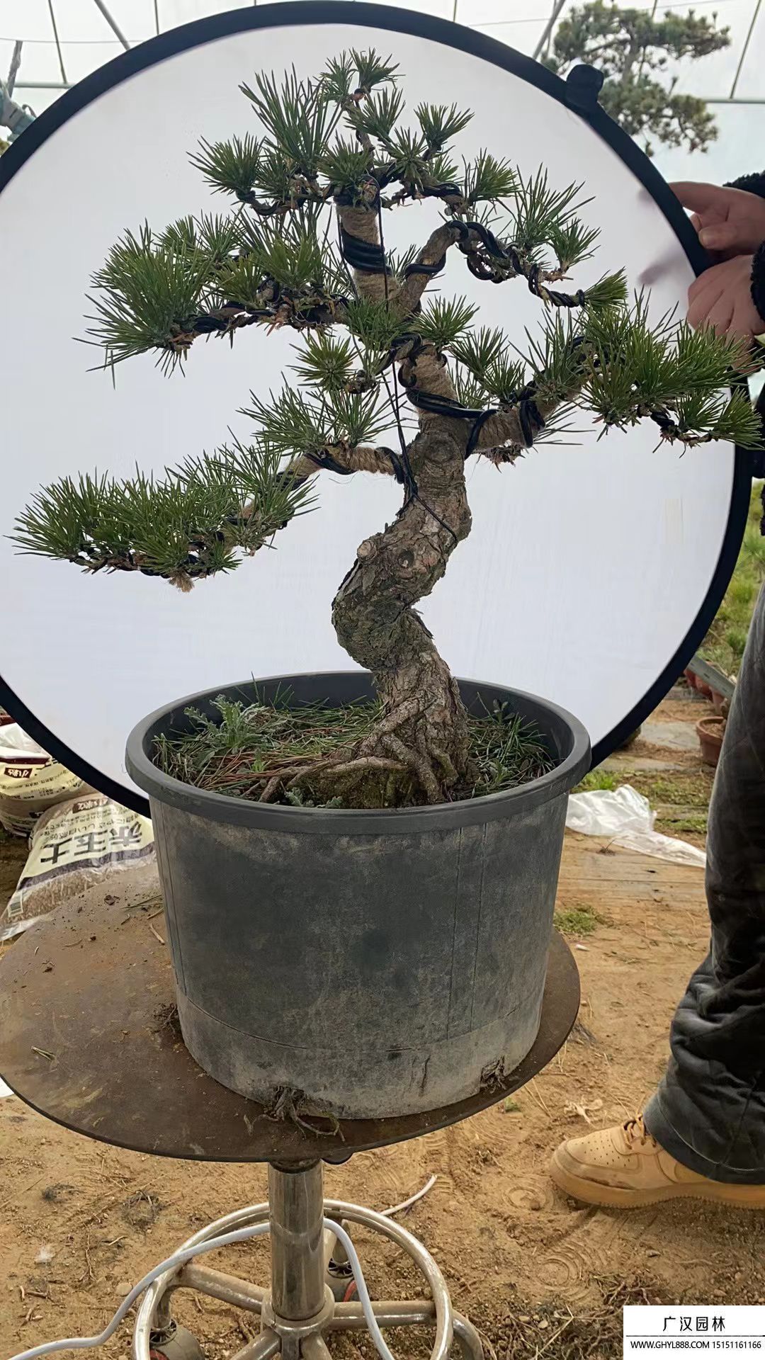 童子功五針?biāo)膳杈?></a>
<p><a href="http://m.hghhzw.com/huahuizhongzi/27041.html" title="童子功五針?biāo)膳杈? target="_self">童子功五針?biāo)膳杈?/a></p>
</li>
<li><a href="http://m.hghhzw.com/huaguanmulei/205.html" title="龜甲冬青" target="_self"><img src=