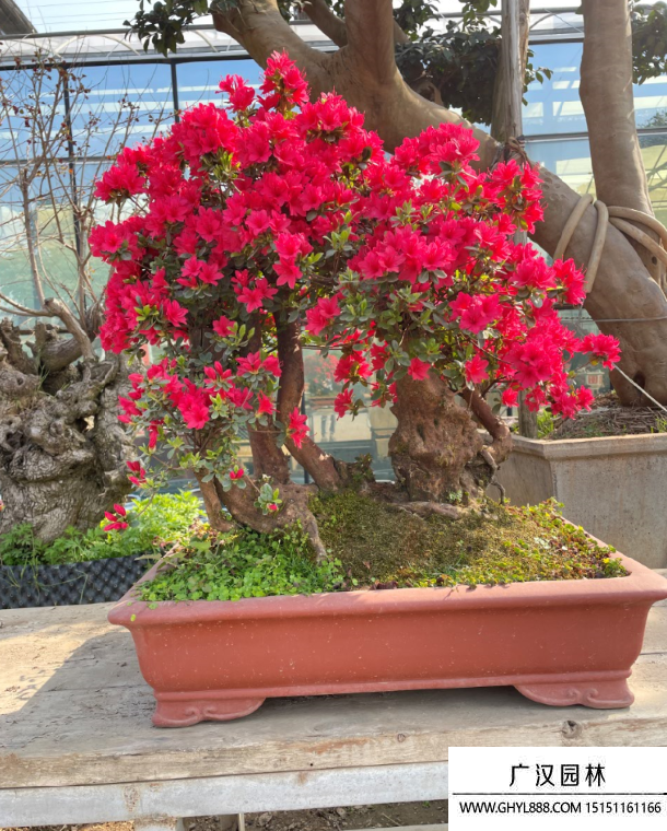 萬紫千紅杜鵑盆景