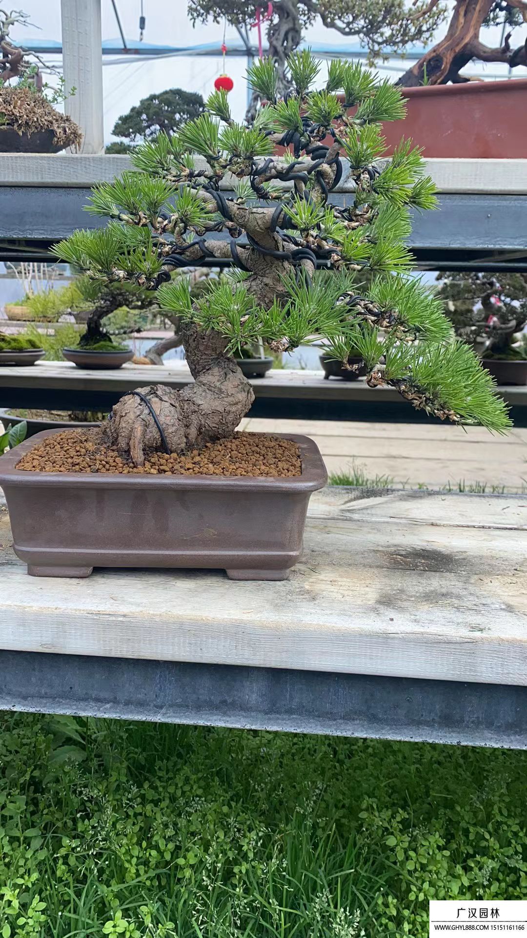 童子功五針?biāo)膳杈? alt=